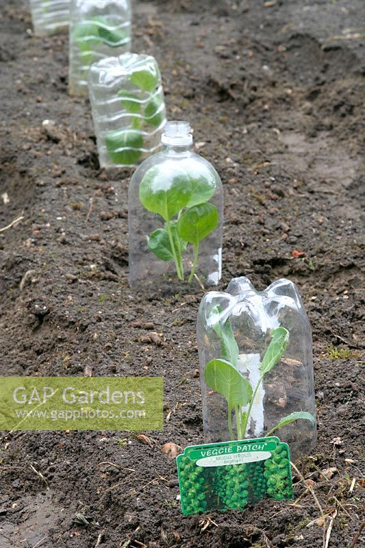Plastic bottles recycled as mini cloches