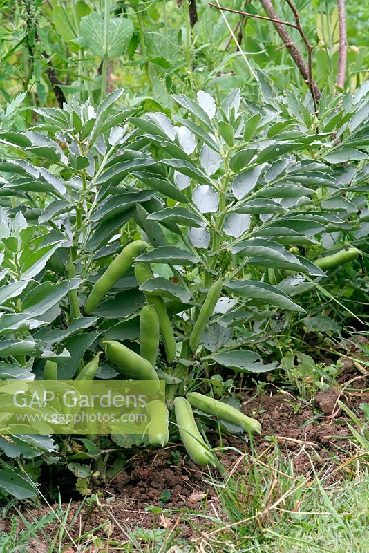 Vicia faba - Broad bean 'The Sutton' . A dwarf variety for small or windswept gardens.
