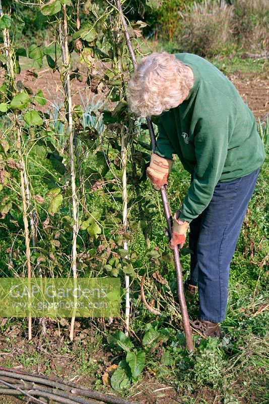 Clearing the runner bean crop residue