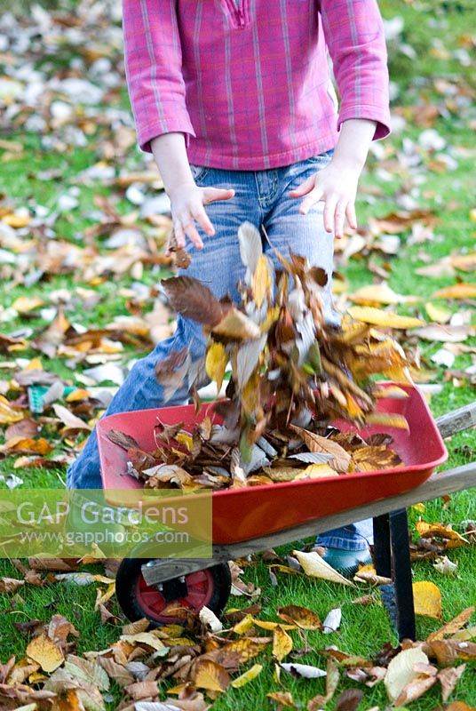 Girl (7 year old child)  with autumn leaves, from a cherry (Prunus) trees, in a child's wheelbarrow in early November