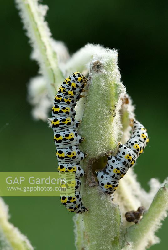 The caterpillars of the mullein moth (Cucullia verbasci) eating and destroying a Verbascum in June. 