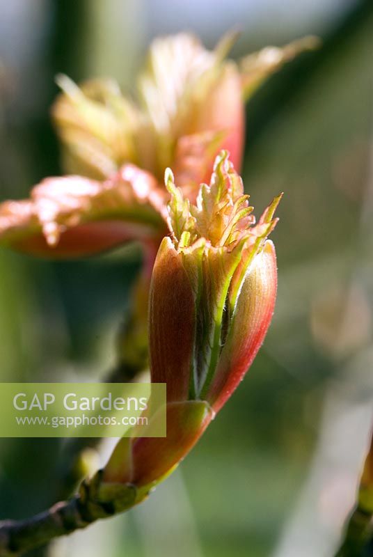 Acer psudoplatanus 'Brilliantissimum' buds and opening of leaves in early May