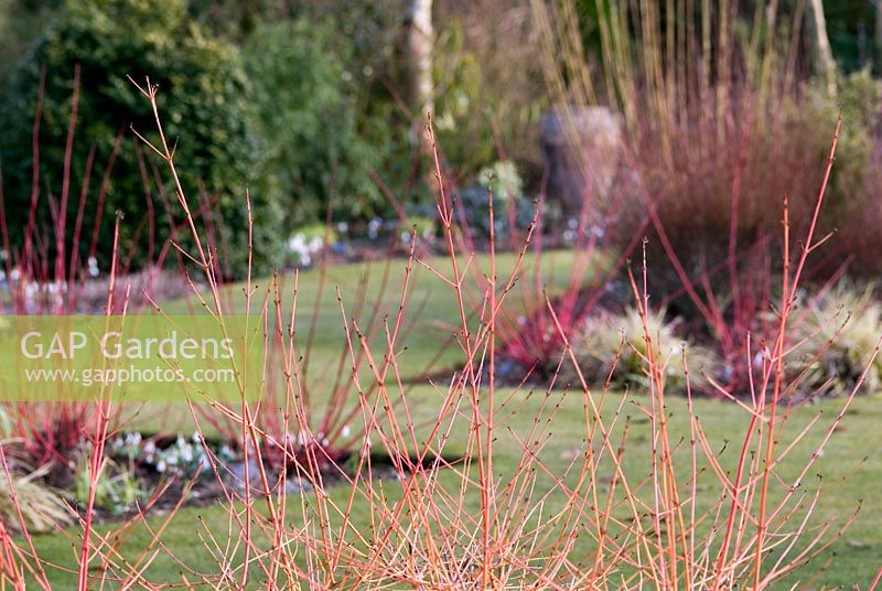 Winter border with Cornus sanguinea 'Winter Beauty' - Dogwood, at Richard Ayres' Garden, Lode, Cambridgeshire