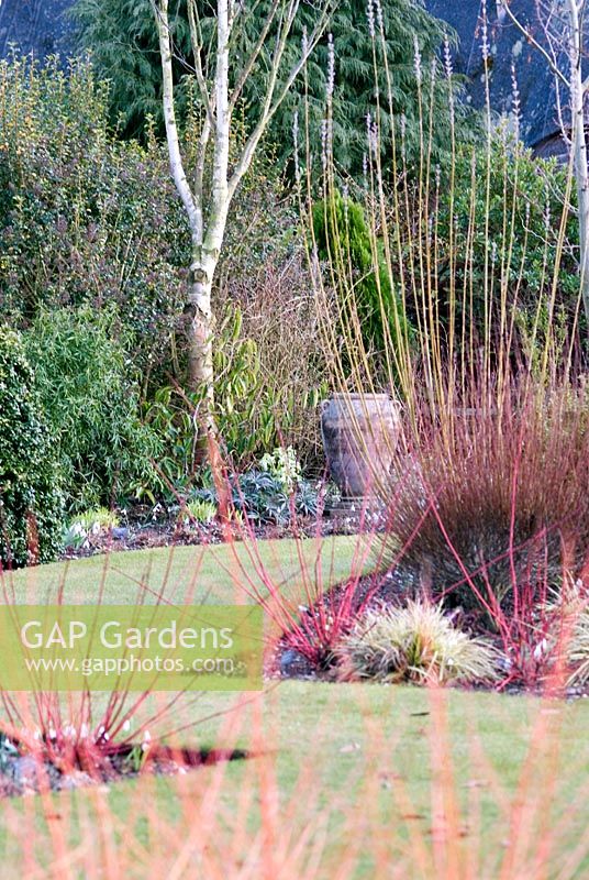 Winter borders with Cornus sanguinea 'Winter Beauty' - Dogwood at Richard Ayres' Garden, Lode, Cambridgeshire 
