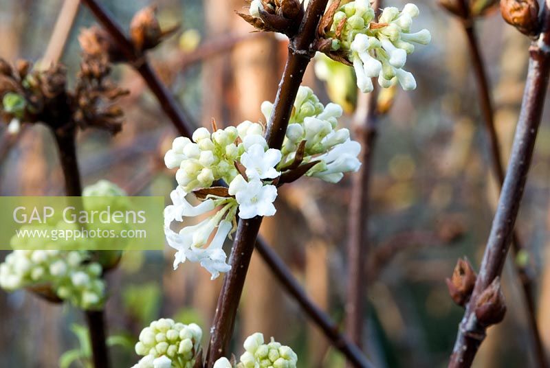 Viburnum farreri 'Candidissimum' flowering in March  