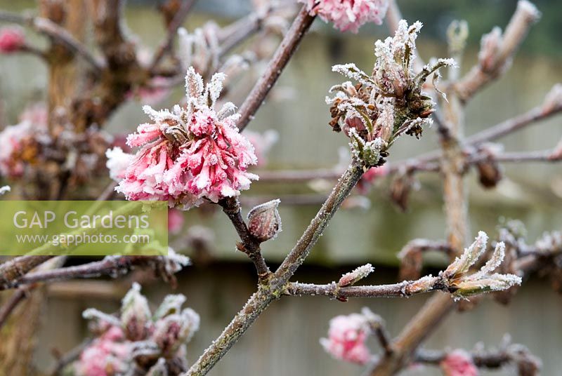 Viburnum bodnantense 'Dawn' with frost in March 