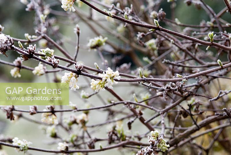 Viburnum farreri 'Candidissimum' with frost in March 