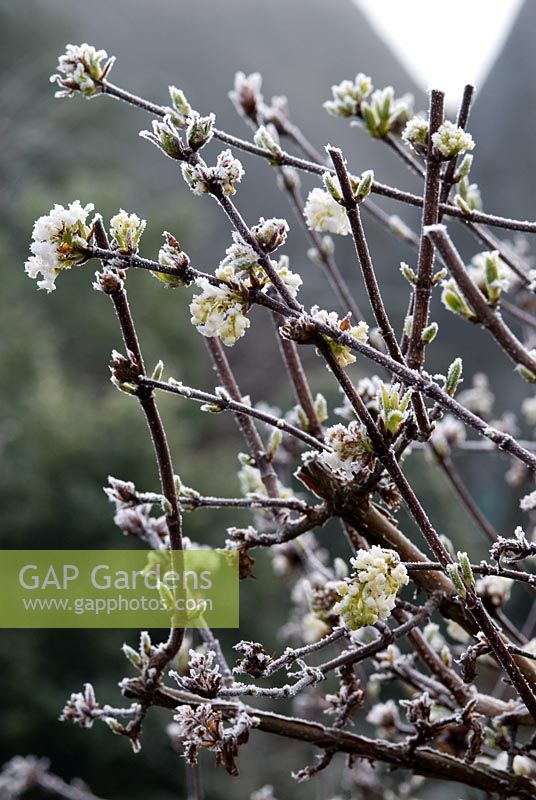 Viburnum farreri 'Candidissimum' with frost in March  