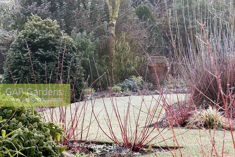 Winter borders with Cornus alba 'Westonbirt' and Cornus sanguinea 'Winter Beauty' at Richard Ayres' Garden, Lode, Cambridgeshire  in March