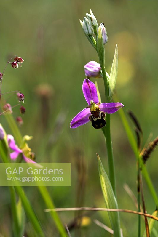 Bee Orchid - Ophrys apifera