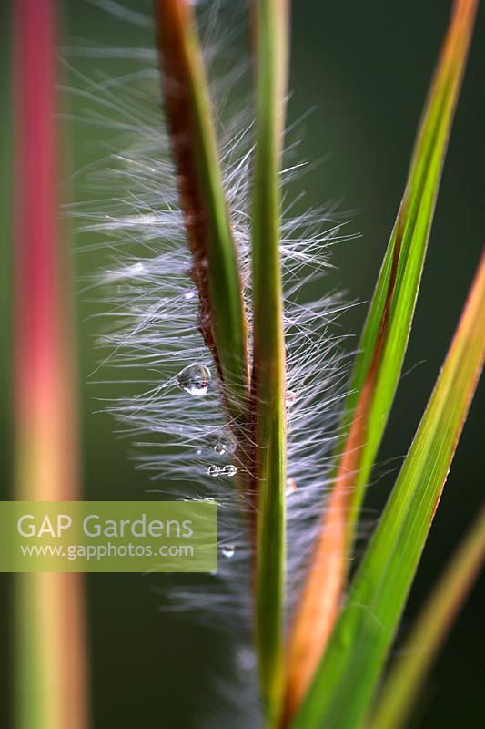 Themeda japonica - Kangaroo Grass