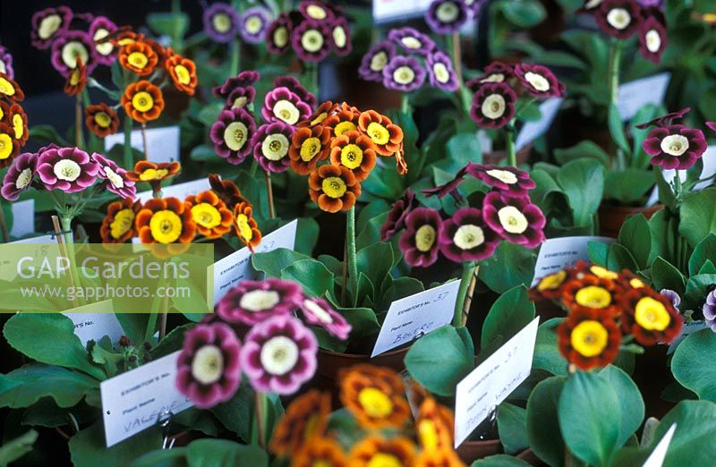 Collection of Primula auriculas at the National Auricula and Primula Society