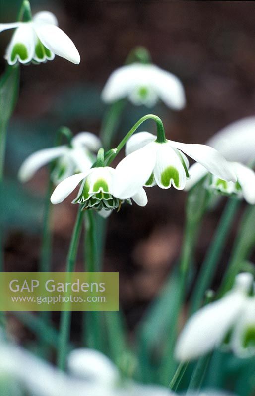Galanthus Greatorex - Double Snowdrops