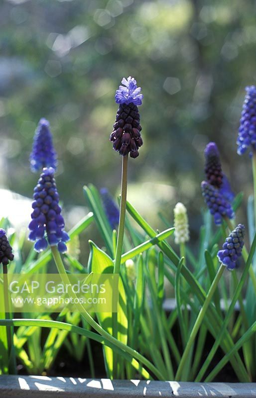 Mixture of muscari - Grape hyacinths in container