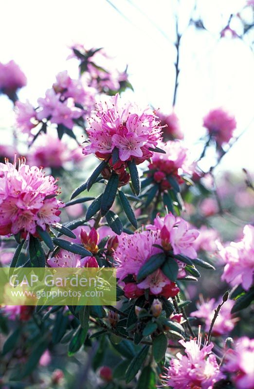 Rhododendron kiusianum 'Fujimusane'