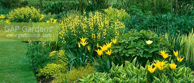 A yellow themed border at Glen Chantry. Planting includes Tulip 'West Point', Thermopsis lanceolata, Hosta 'Spinners', Iris pseudacorus variegata and Paeonia mlokosewitschii