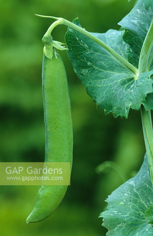Pisum sativum 'Hurst Green Shaft' - Pea