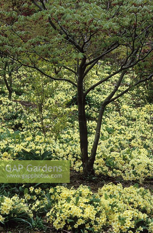 A carpet of Primula vulgaris - primroses - in the woodland area at The Dingle, Powis