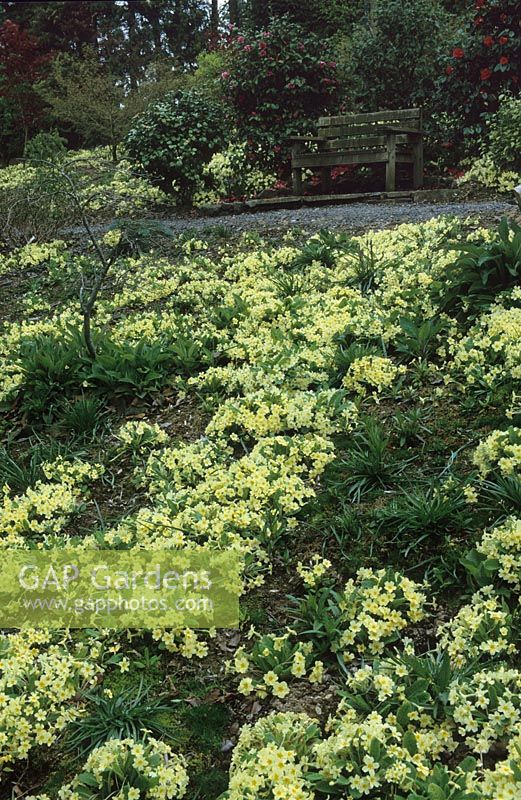 A carpet of Primula vulgaris - primroses - on a bank in the woodland area at The Dingle, Powis