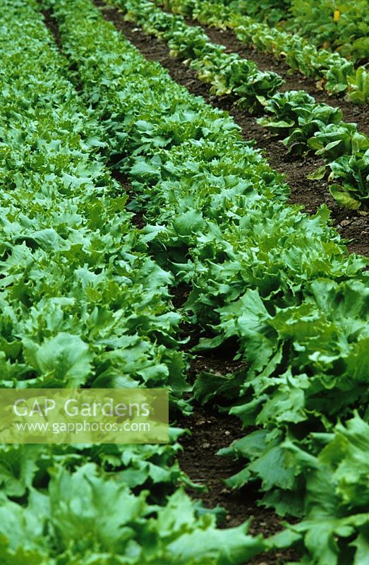 Lactuca sativa - Rows of Lettuce 'Reines des Glaces' at Le Manoir aux Quatre Saisons. 