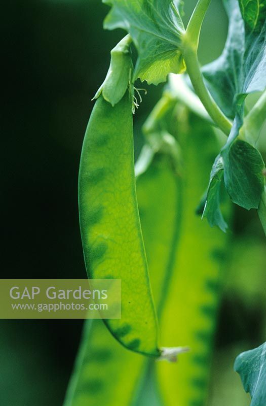 Pisum sativum - Pea 'Hurst Green Shaft' Backlit to show peas in their pods