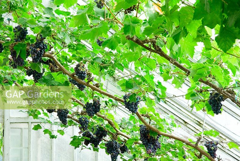 Vitis 'Black Hamburgh' - Grapes on vine against roof glass of old Victorian greenhouse - Redisham Hall, Suffolk