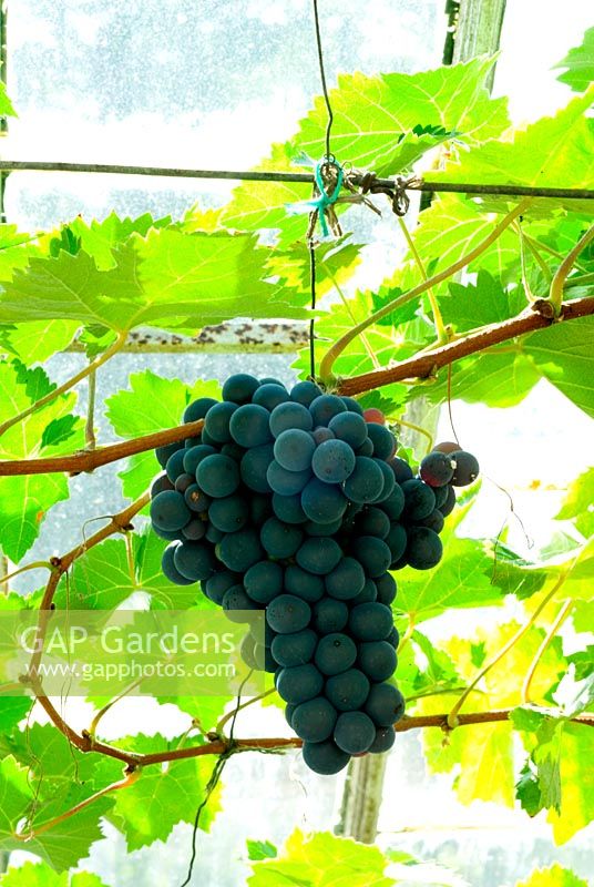 Vitis 'Black Hamburgh' - Grapes on vine against roof glass of old Victorian greenhouse - Redisham Hall, Suffolk