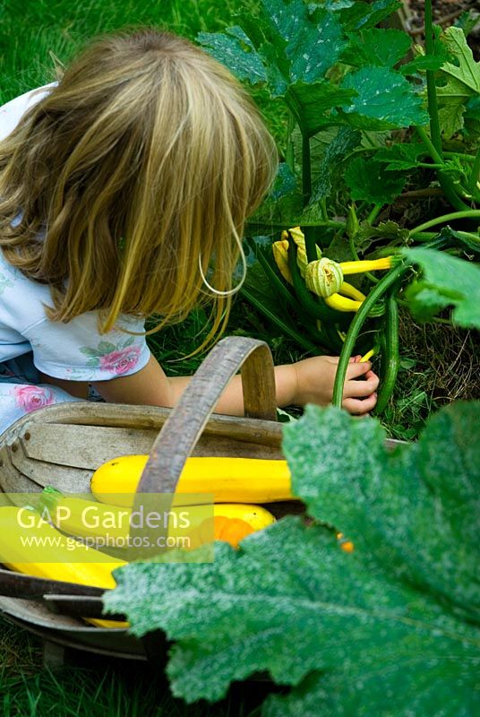 Child picking yellow courgettes - Courgette 'Gold Rush'