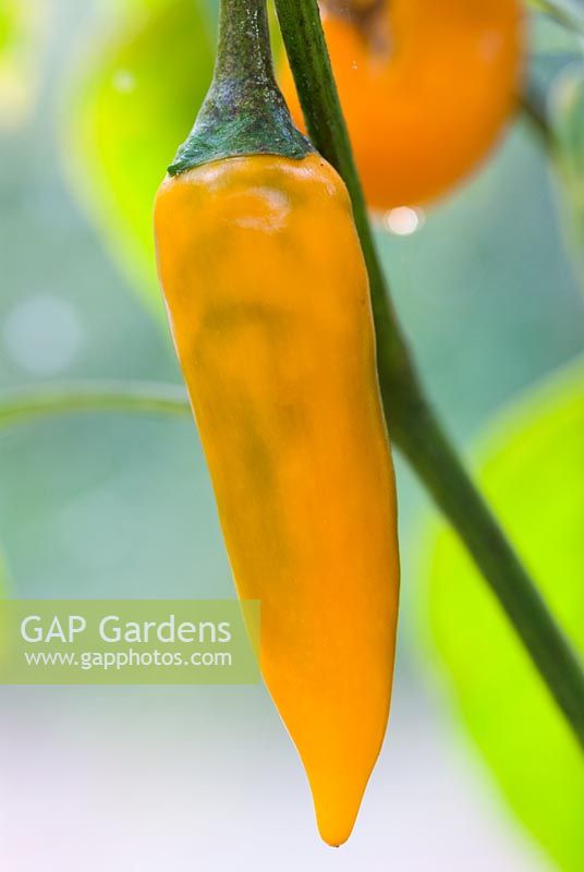Chilli Pepper 'Bulgarian Carrot' photographed at East Ruston Manor RHS trials