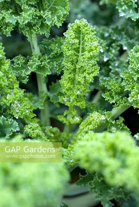 Brassica - Borecale or Curly Kale 'Reflex F1' closeup leaf with raindrops