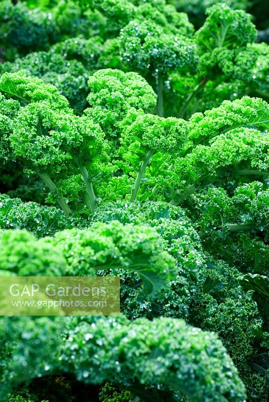 Brassica - Borecale or Curly Kale 'Reflex F1' 