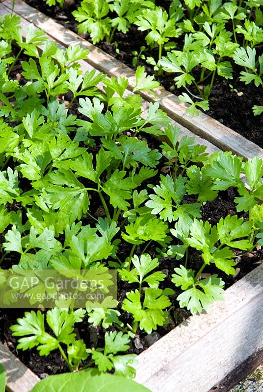 Young celery seedlings being grown in wooden seed box in greenhouse in spring
