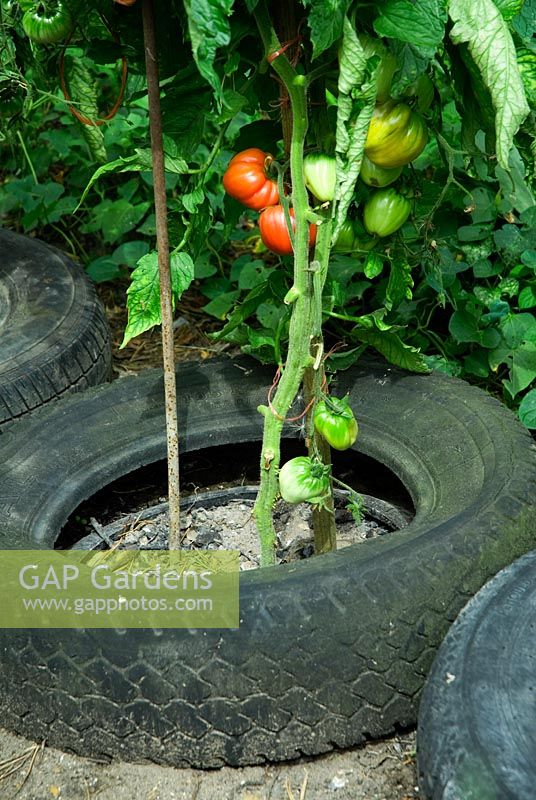 Tomato grown outside within rubber tyre
