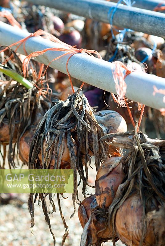 Onion 'Setton' tied in small bunches hung up to dry before storage