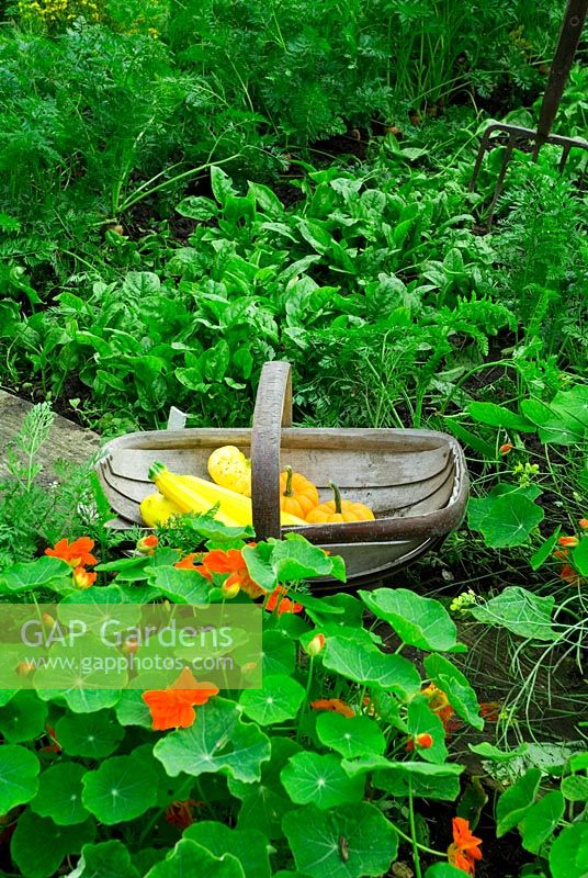 Trug of courgettes and squash with vegetable bed with nasturiums and spinach
