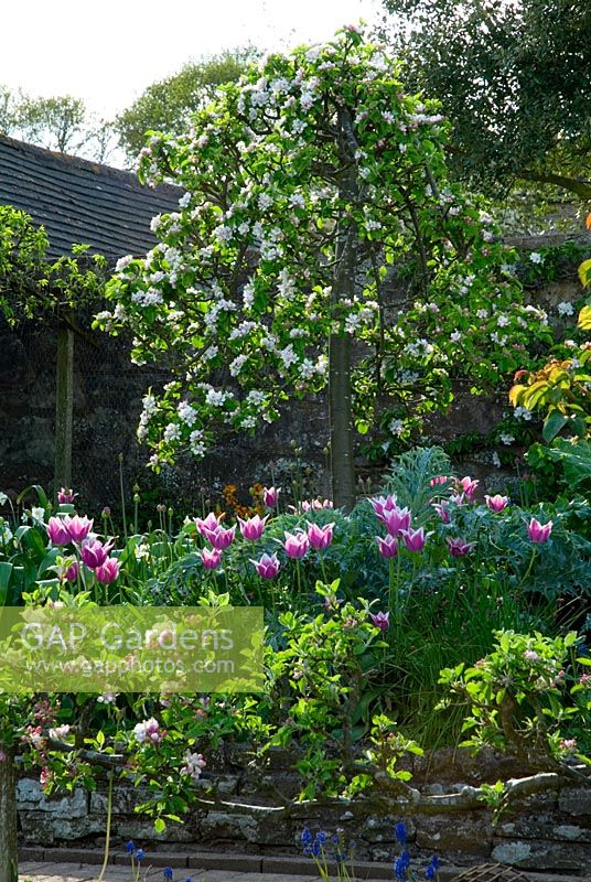 Decorative Spring vegetable bed with with Tulips, shaped Apple tree and step over espalier apples with blossom - Brilley Court in Herefordshire open for NGS