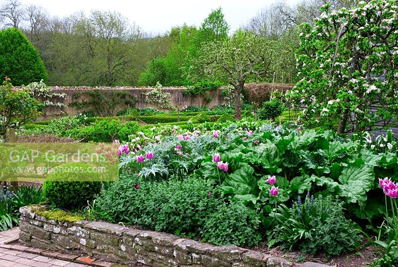 Spring potager with Tulips, espalier fruit and Buxus hedging - Brilley Court in Herefordshire open for NGS