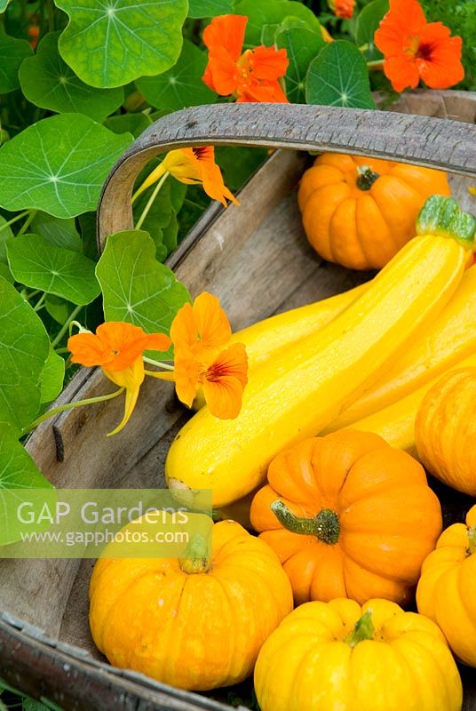 Trug of yellow Courgettes 'Gold Rush' and baby Squash just harvested in vegetable garden with Tropaeolum majus
