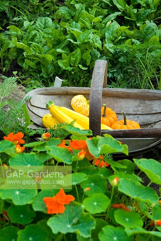 Trug of yellow Courgettes 'Gold Rush' and baby Squash just harvested in vegetable garden with Tropaeolum majus and Spinach




