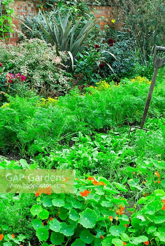 Vegetable bed of Carrots, Spinach and Tropaeolum majus with fork and border of perennials in background