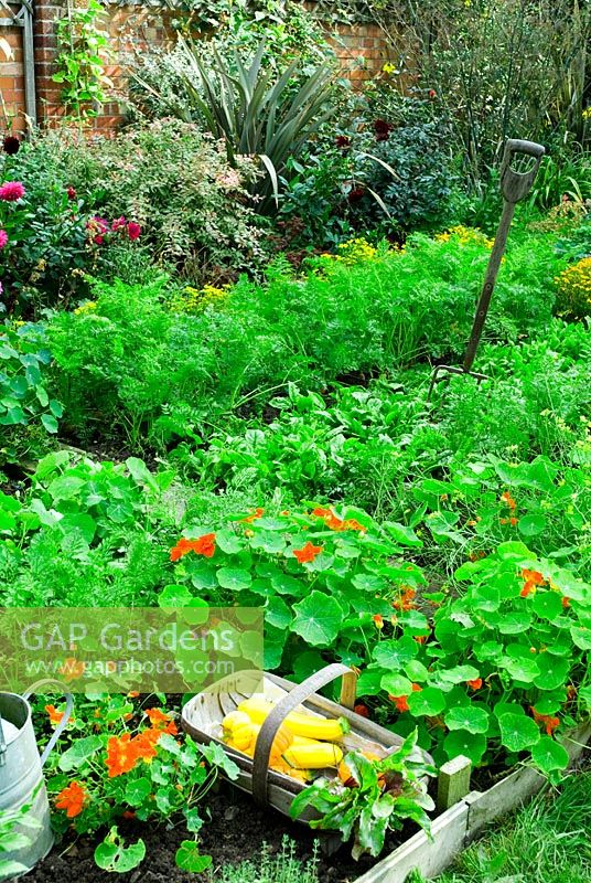 Vegetable bed within garden setting with carrots, spinach, Tropaeolum majus, fork and trug with perennial border in background
