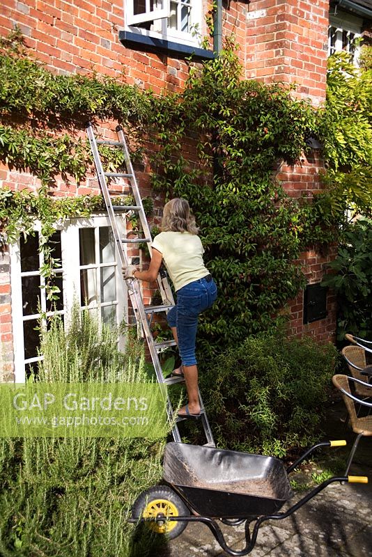 Woman climbing ladder in preparation for training climber against wall