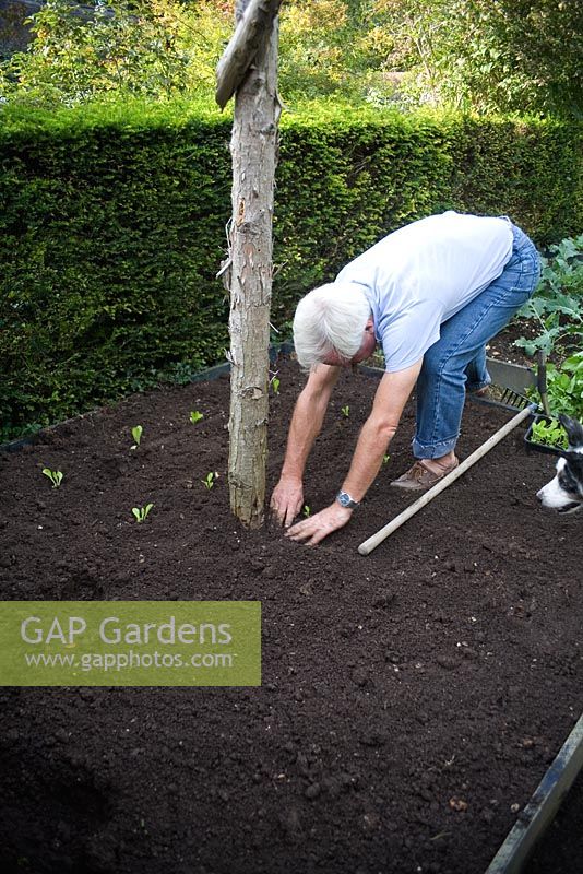 Man planting out lettuce seedlings in rows in early autumn - Raised border with ground perfectly prepared to create fine tilth