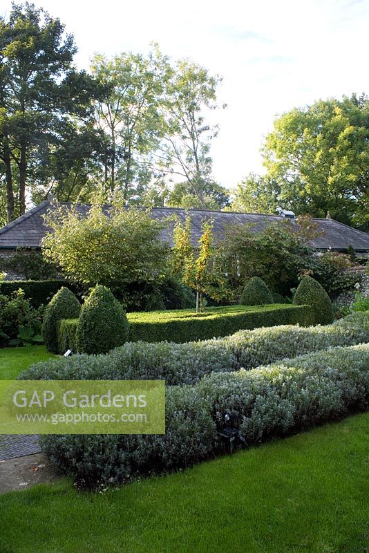 Formal front garden in Autumn - Structure provided by Buxus, Lavandula and Malus
