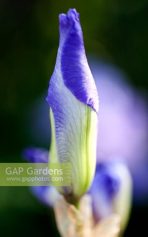 Newly formed bud of Iris hoogiana