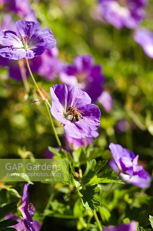Geranium 'Jolly Bee' with bee
