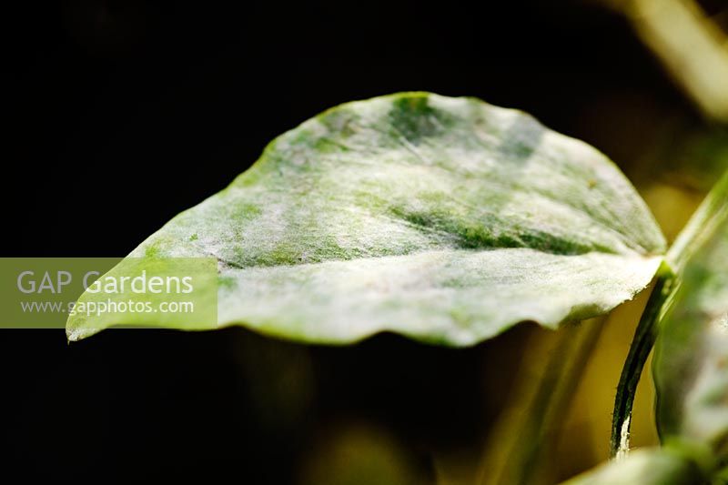 Mildew on Sweet Pea leaf