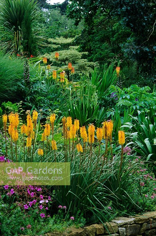 Kniphofia 'Bees Sunset', Geranium maderense, Acanthus mollis, Grasses, Melianthus major and Cordyline in raised bed - Abbotsbury Gardens, near Weymouth