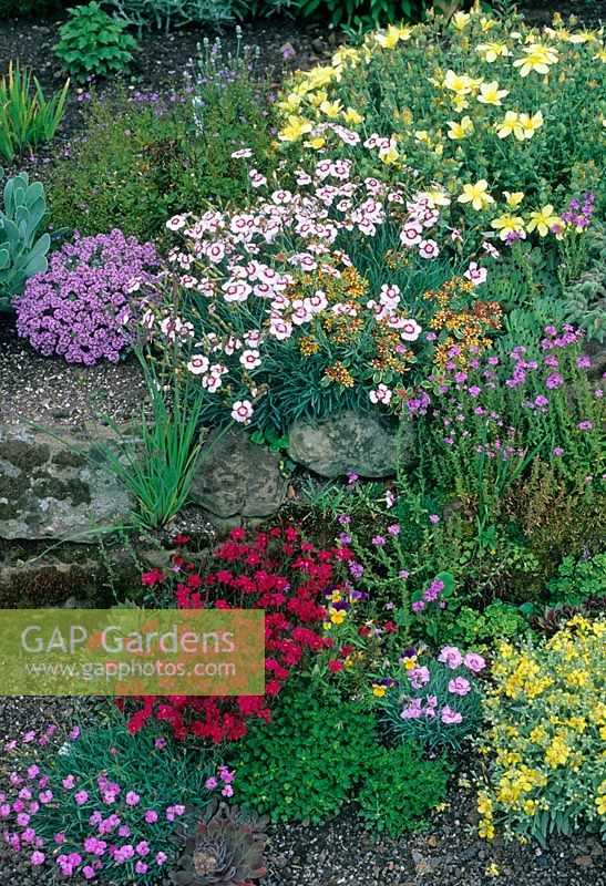 Alpine rock garden including Dianthus, Erinus alpinus, Hypericum and Helianthemum - Eastgrove Cottage
