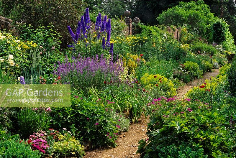 Colourful summer borders of Delphinium, Alchemilla mollis, Geranium, Salvia, Dianthus barbatus and Knautia lining path - Benington Lordship